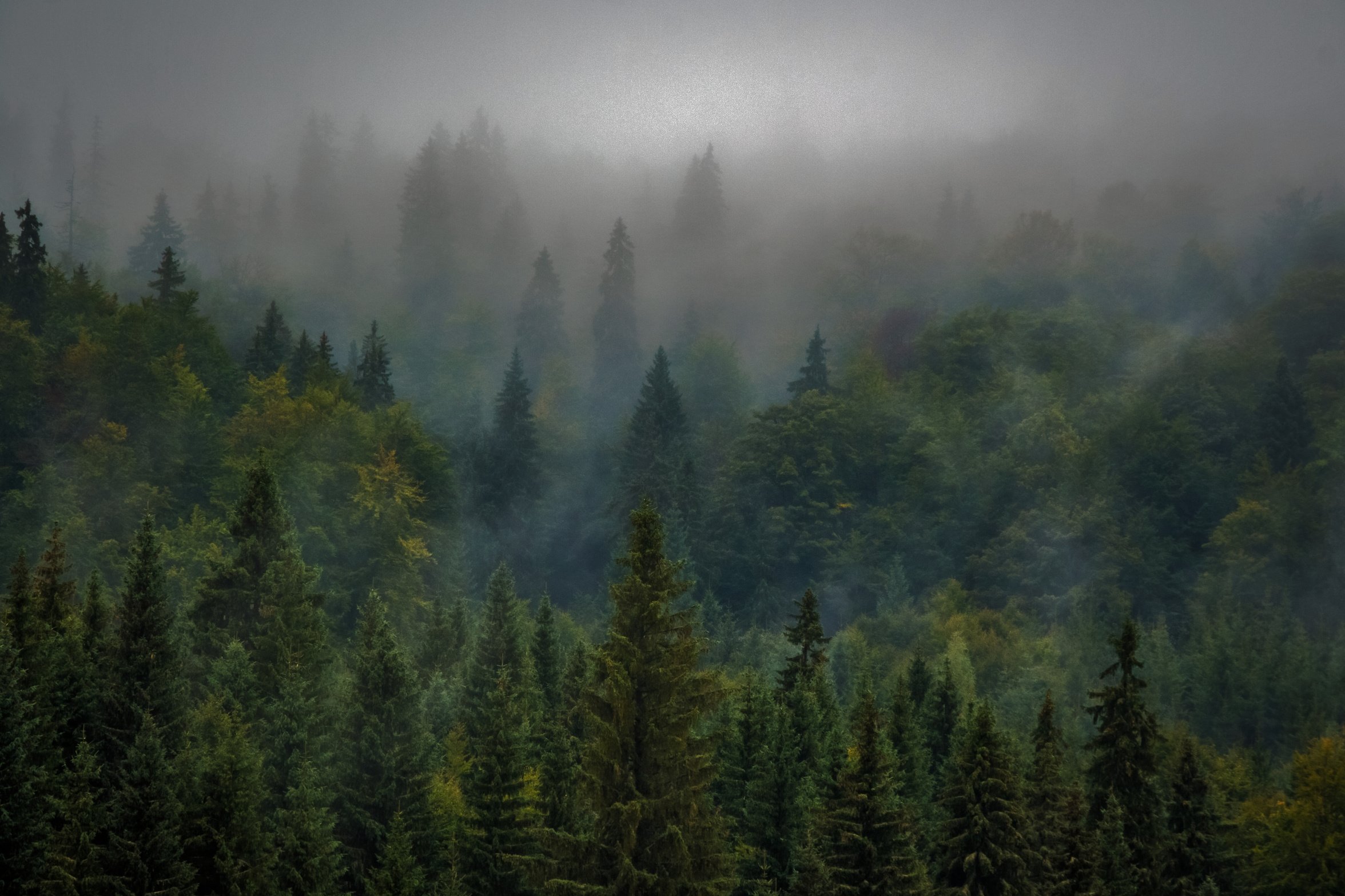 Misty Lush Forest